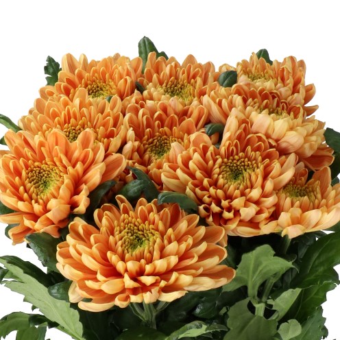 CHRYSANT SGL. ROSSANO ORANGE