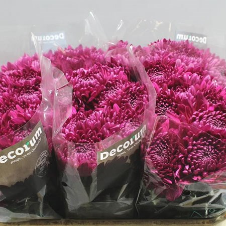 CHRYSANT SGL. ANDREA