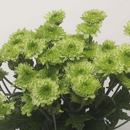 CHRYSANT SPR. AVOCADO