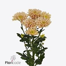 CHRYSANT SPR. BALTICA SALMON