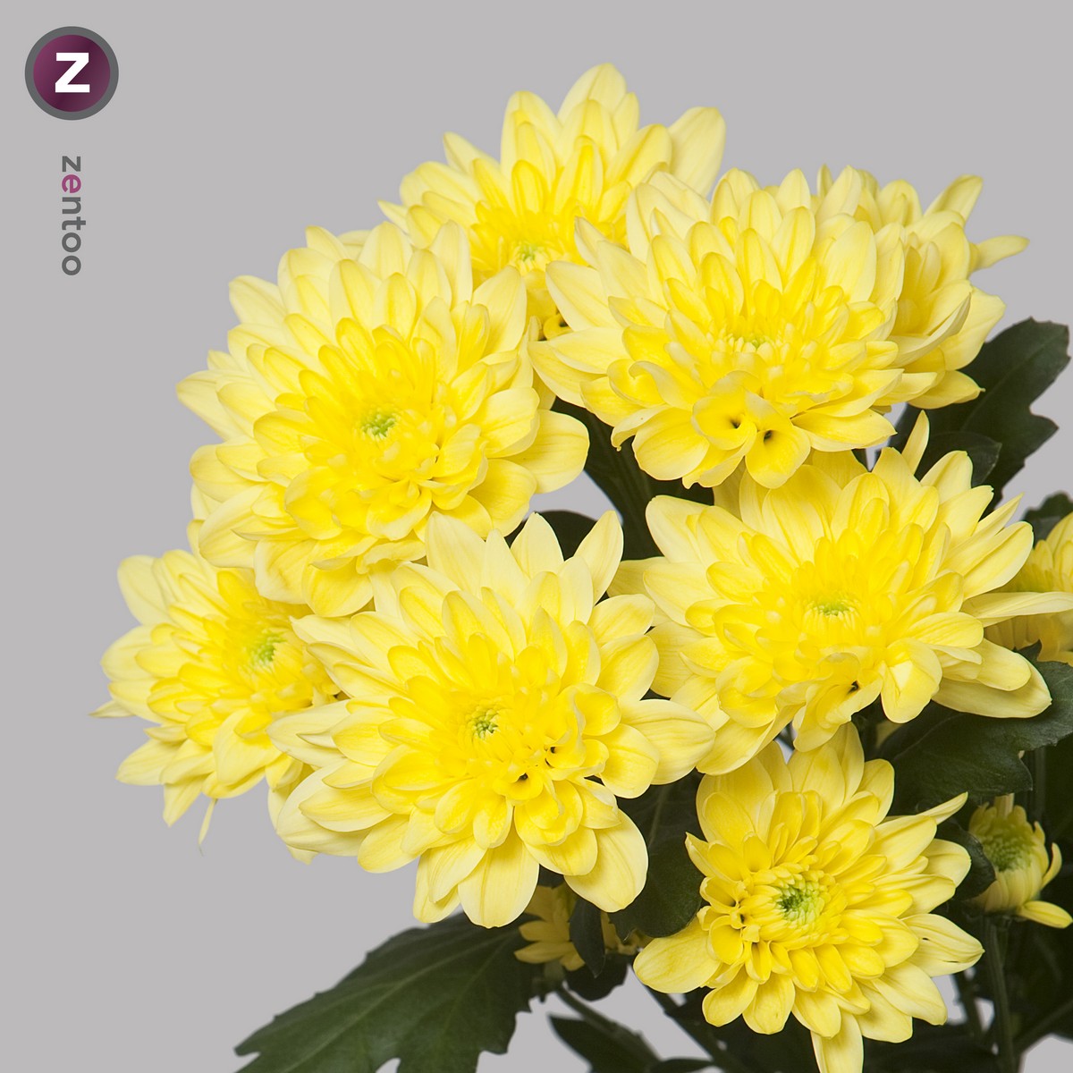 CHRYSANT SPR. BALTICA YELLOW