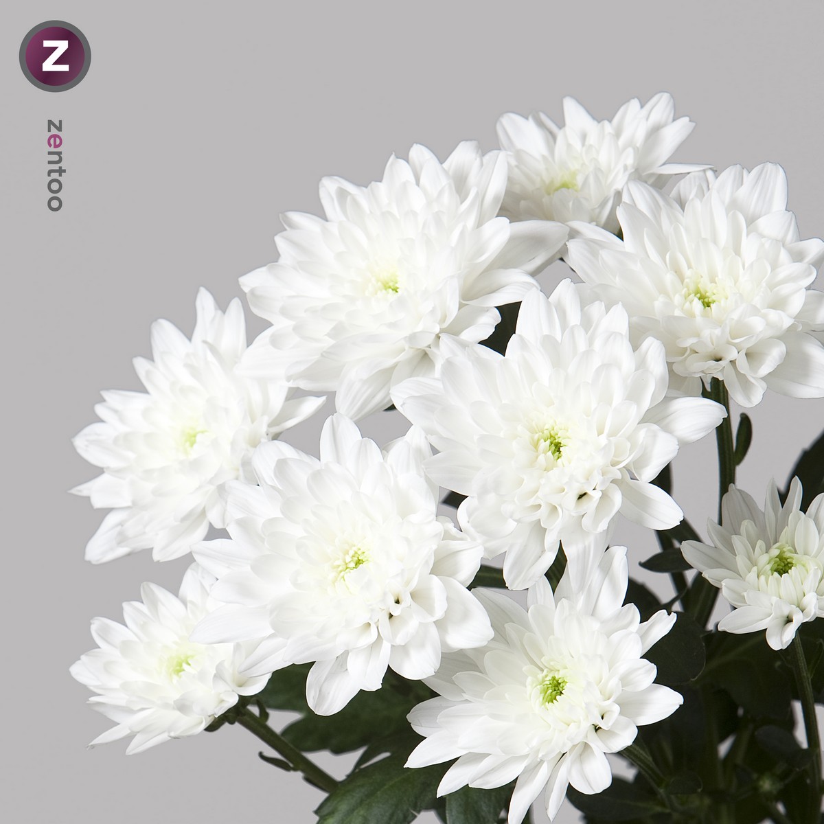 CHRYSANT SPR. BALTICA 70cm Wholesale Dutch Flowers & Florist Supplies UK