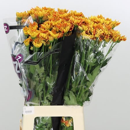 CHRYSANT SPR. BARTOLI