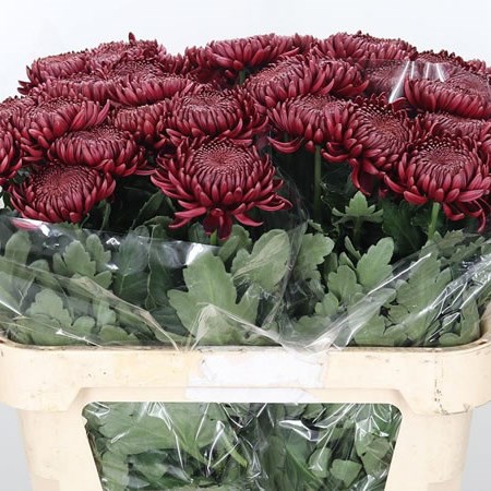 CHRYSANT SGL. BIGOUDI RED