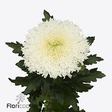 CHRYSANT SGL. ETRUSKO WHITE