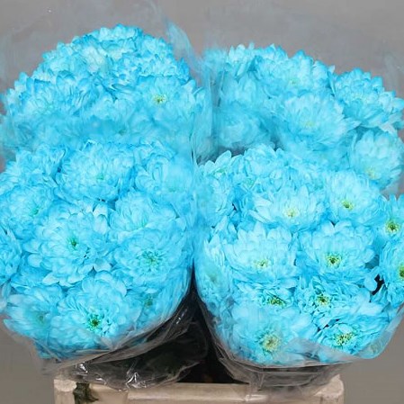 CHRYSANT SPR. EURO DYED LIGHT BLUE