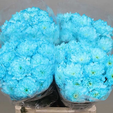 CHRYSANT SPR. EURO DYED LIGHT  BLUE