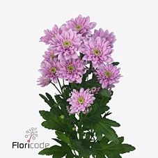 CHRYSANT SPR. FIANNA