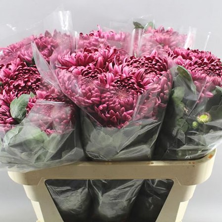 CHRYSANT SGL. GILBERT LEIGH CHERRY