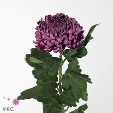 CHRYSANT SGL GILBERT LEIGH PURPLE
