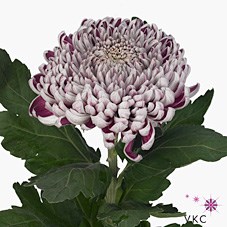 CHRYSANT SGL. GILBERT LEIGH SILVER