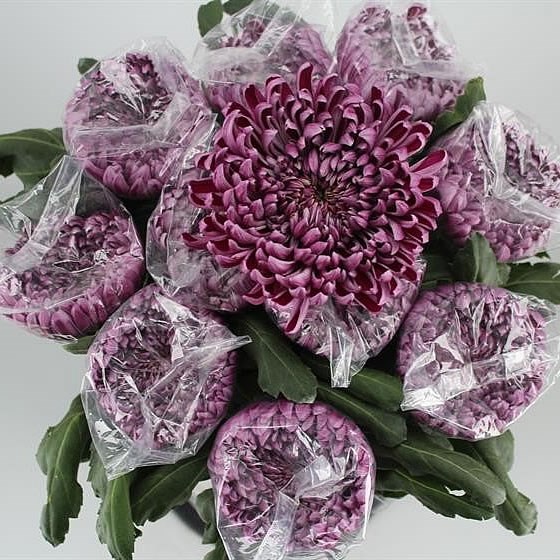 CHRYSANT GILBERT LEIGH PURPLE