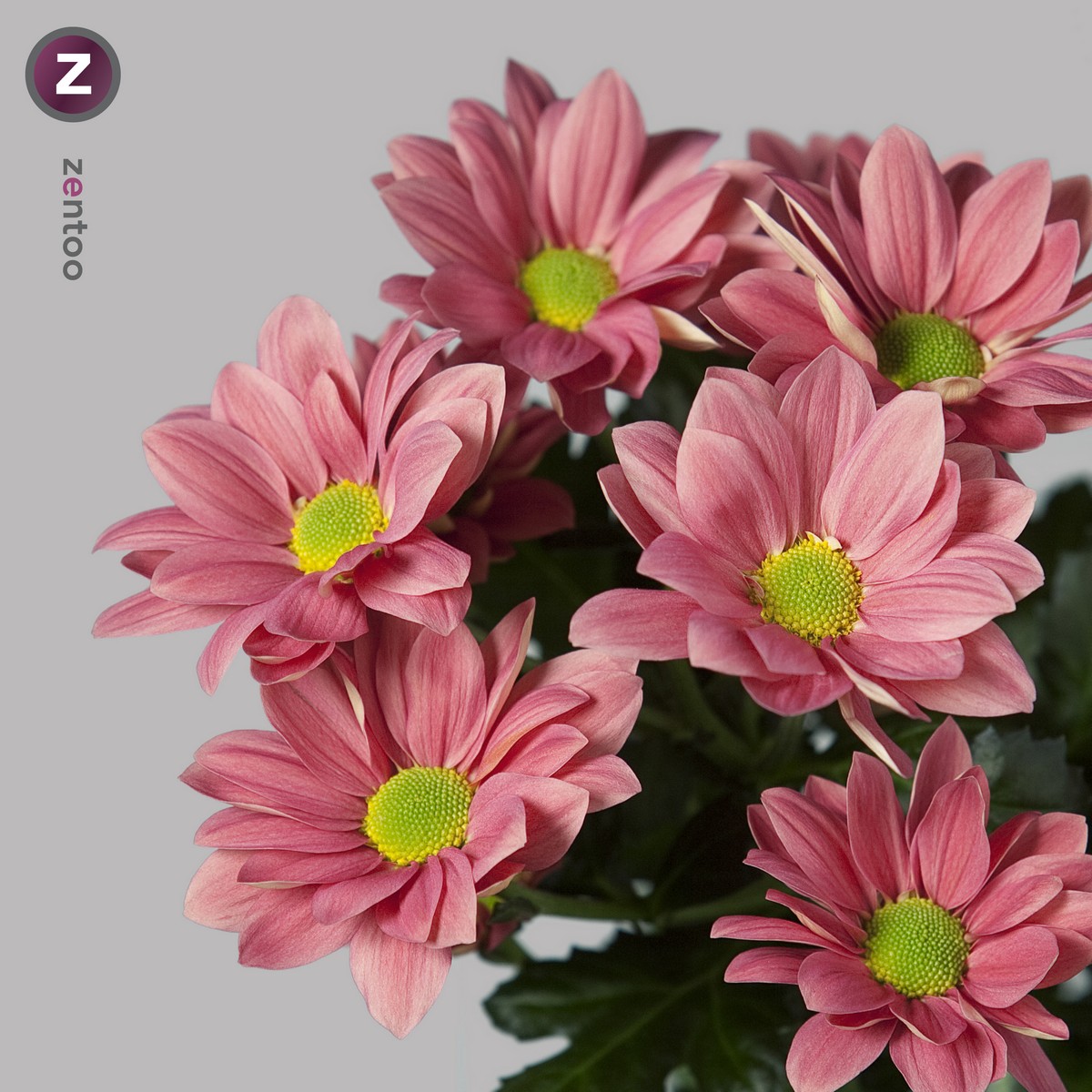 CHRYSANT SPR. GRAND CHERRY