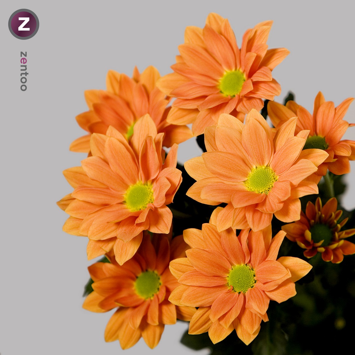 CHRYSANT SPR. GRAND ORANGE