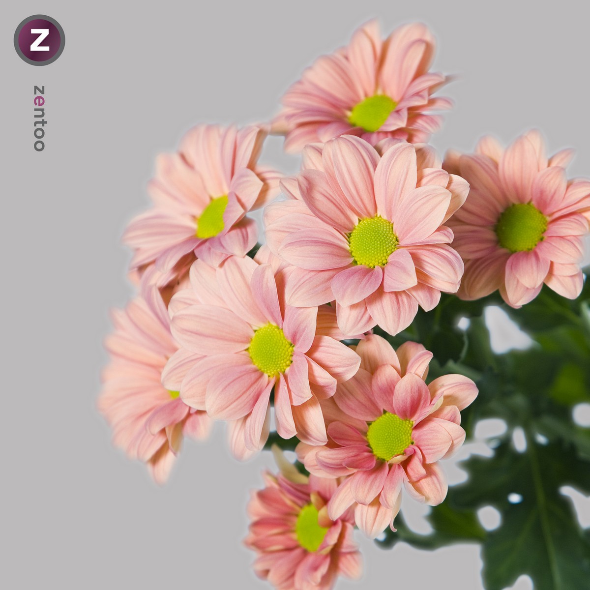 CHRYSANT SPR. GRAND SALMON