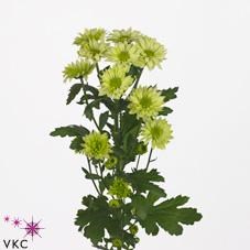 CHRYSANT SPR. GREEN LIZARD
