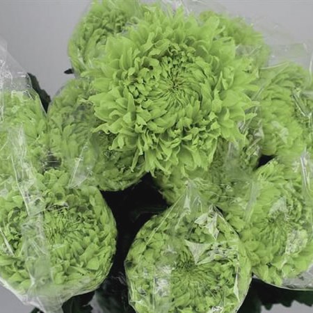 CHRYSANT SGL. GREEN WONDER