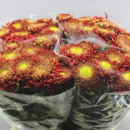 CHRYSANT SGL. HANENBURG
