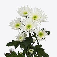 CHRYSANT SPR. ICELAND