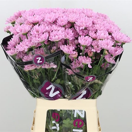 CHRYSANT SPR. KATINKA