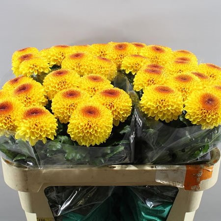 CHRYSANT SGL. LEONTIEN