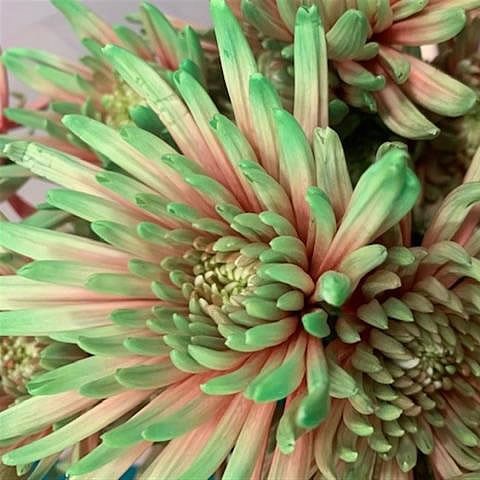 CHRYSANT SGL. TOPSPIN BUBBLICIOUS