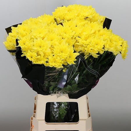 CHRYSANT SPR. PINA COLADA YELLOW