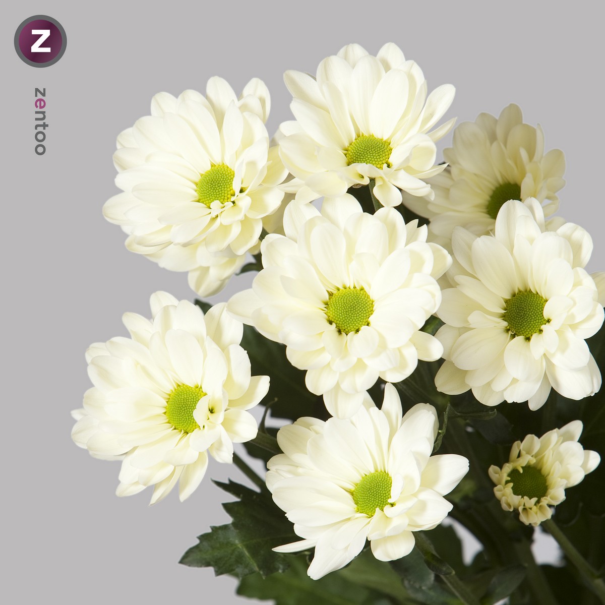 CHRYSANT SPR. PROSECCO