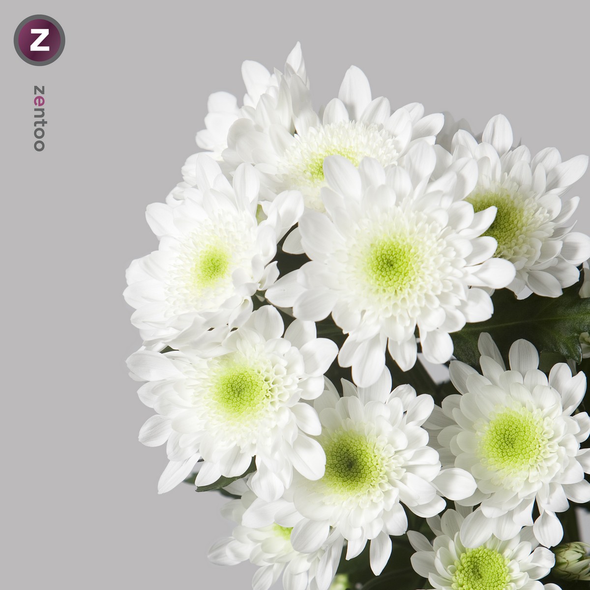 CHRYSANT SPR. RADOST