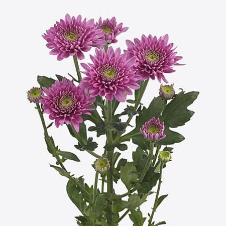 CHRYSANT SPR. ROMANCE PURPLE