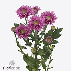 CHRYSANT SGL. ROMANCE PURPLE