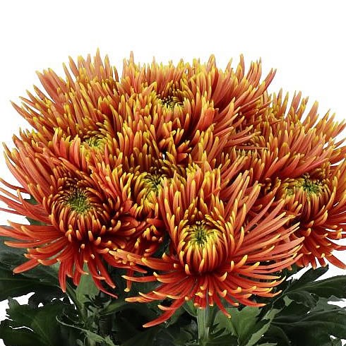 CHRYSANT SGL. SAFFINA DARK