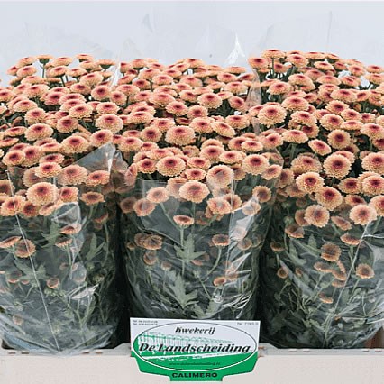 CHRYSANT SAN. CALIMERO APRICOT