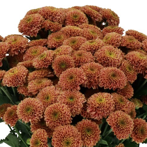 CHRYSANT SAN. DORIA CHERRY (EX)