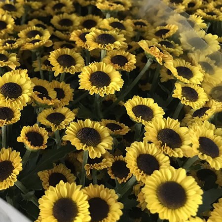 CHRYSANT SAN. MADIBA TWIGA