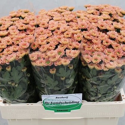 CHRYSANT SAN. ROSSI SMOKEY