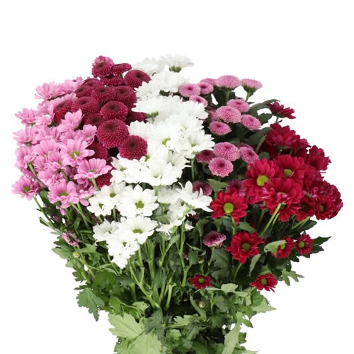 CHRYSANT SAN. SWEET MIX