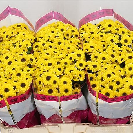 CHRYSANT SAN. TEDCHA