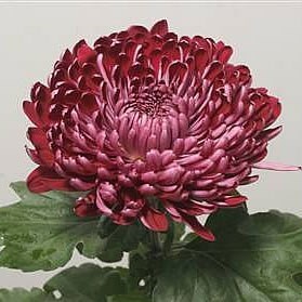 CHRYSANT SGL. SHEER PURPLE