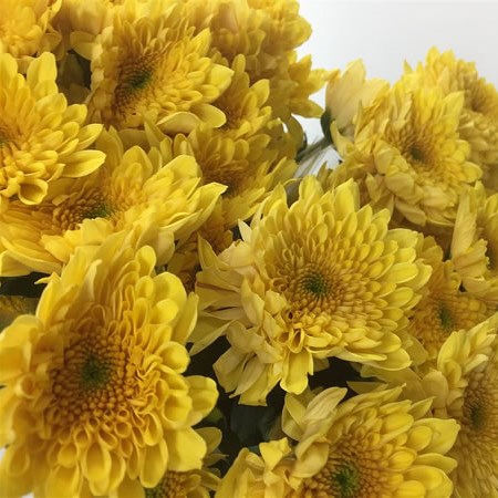 CHRYSANT SPR. SORBET BANANA
