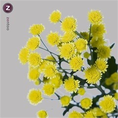 CHRYSANT SPR. STALLION SUNNY