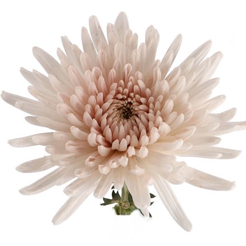 CHRYSANT SGL. TOPSPIN DUSTY CARAMEL