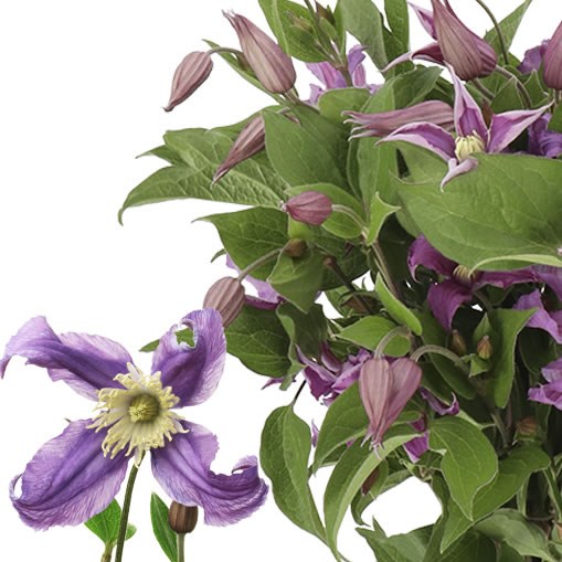 CLEMATIS AMAZING ROME