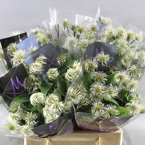 CLEMATIS AMAZING WIG