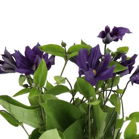 CLEMATIS BLUE
