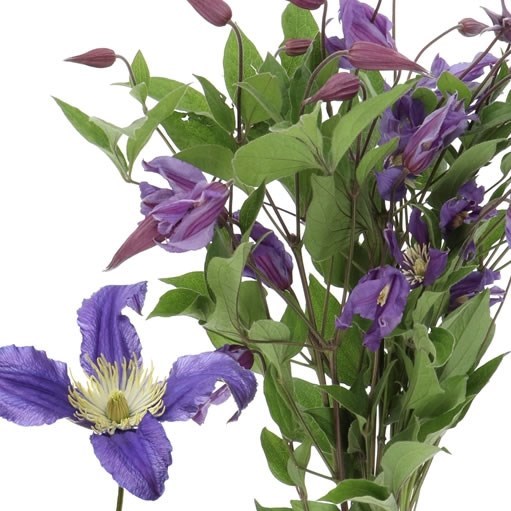 CLEMATIS BLUE PIROUETTE