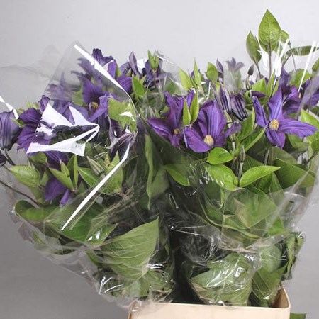 CLEMATIS PURPLE