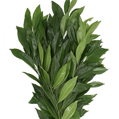 COCCULUS LAURIFOLIUS