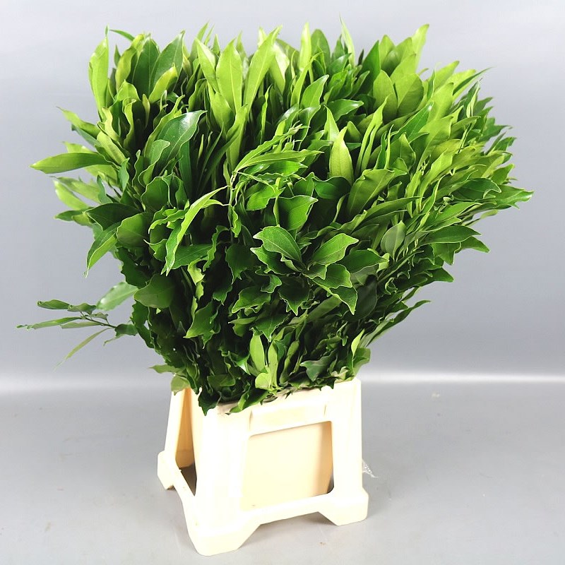COCCULUS LAURIFOLIUS