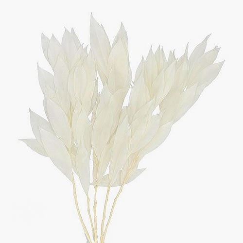 COCCULUS PRESERVED & BLEACHED 60cm Wholesale Dried Flowers UK